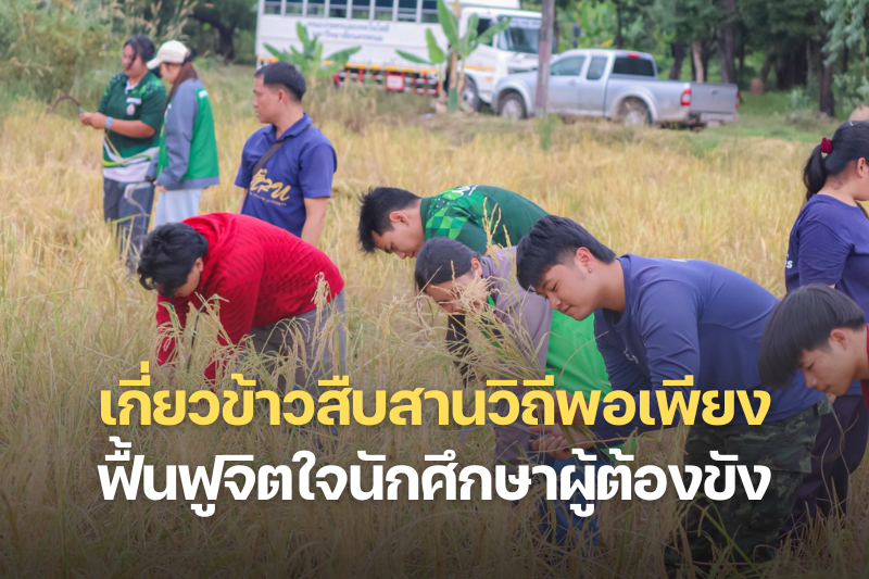 “ลงแขกเกี่ยวข้าว” สืบสานวิถีพอเพียง ปลูกฝังวินัย ฟื้นฟูจิตใจนักศึกษาผู้ต้องขัง