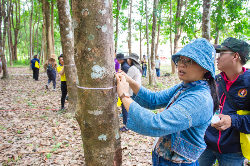 คณะวิทยาศาสตร์ลงพื้นที่ อบรมเชิงปฏิบัติการ การวางแปลงสำรวจพรรณไม้เพื่อคำนวณปริมาณการกักเก็บคาร์บอนของโครงการลดก๊าซเรือนกระจก เพื่อการขึ้นทะเบียนและรับรองคาร์บอนเครดิต (วันที่ 2) (The Faculty of Science conducted a field visit to provide practical training on establishing tree survey plots to calculate the carbon sequestration potential of the Greenhouse Gas Reduction Project for carbon credit registration and certification (Day 2).)