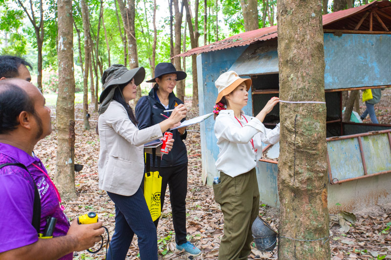 คณะวิทยาศาสตร์ลงพื้นที่ อบรมเชิงปฏิบัติการ การวางแปลงสำรวจพรรณไม้เพื่อคำนวณปริมาณการกักเก็บคาร์บอนของโครงการลดก๊าซเรือนกระจก เพื่อการขึ้นทะเบียนและรับรองคาร์บอนเครดิต (วันที่ 2) (The Faculty of Science conducted a field visit to provide practical training on establishing tree survey plots to calculate the carbon sequestration potential of the Greenhouse Gas Reduction Project for carbon credit registration and certification (Day 2).)