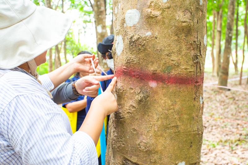 คณะวิทยาศาสตร์ลงพื้นที่ อบรมเชิงปฏิบัติการ การวางแปลงสำรวจพรรณไม้เพื่อคำนวณปริมาณการกักเก็บคาร์บอนของโครงการลดก๊าซเรือนกระจก เพื่อการขึ้นทะเบียนและรับรองคาร์บอนเครดิต (วันที่ 2) (The Faculty of Science conducted a field visit to provide practical training on establishing tree survey plots to calculate the carbon sequestration potential of the Greenhouse Gas Reduction Project for carbon credit registration and certification (Day 2).)