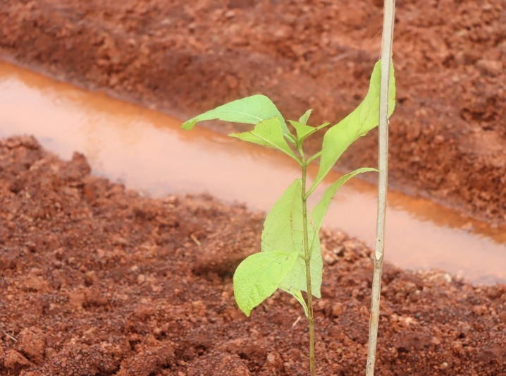 ม.นครพนม ร่วมปลูกต้นไม้เฉลิมพระเกียรติพระบาทสมเด็จพระเจ้าอยู่หัว เนื่องในโอกาสมหามงคลเฉลิมพระชนมพรรษา 6 รอบ 28 กรกฎาคม 2567