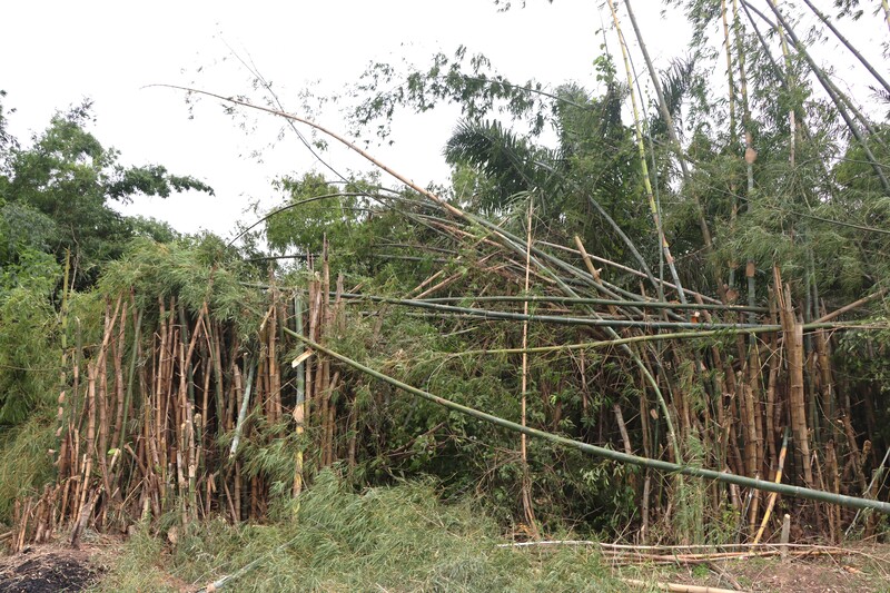 กลุ่มศิลปินเรือไฟโชว์ ม.นครพนม ทำพิธีขอขมา พร้อมขนไม้ไผ่เตรียมสร้างโครงเรือไฟ