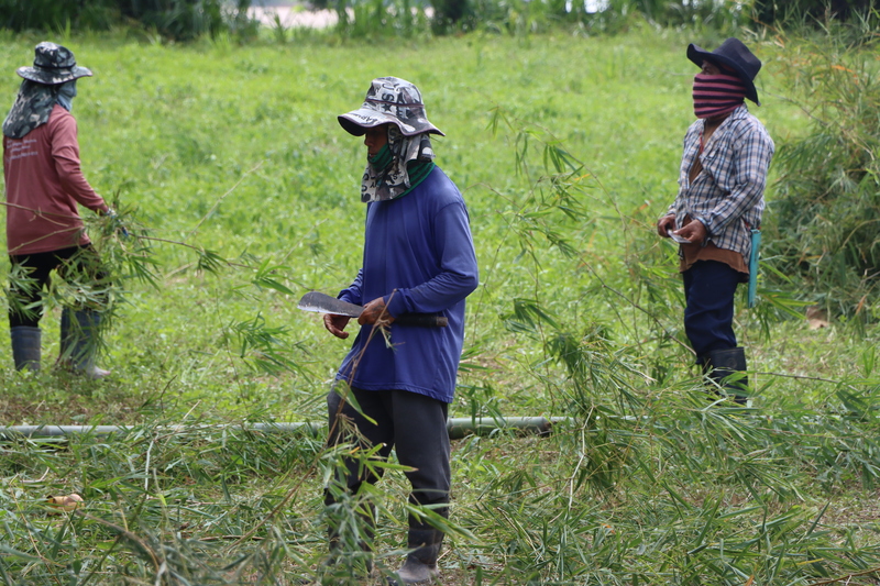 กลุ่มศิลปินเรือไฟโชว์ ม.นครพนม ทำพิธีขอขมา พร้อมขนไม้ไผ่เตรียมสร้างโครงเรือไฟ