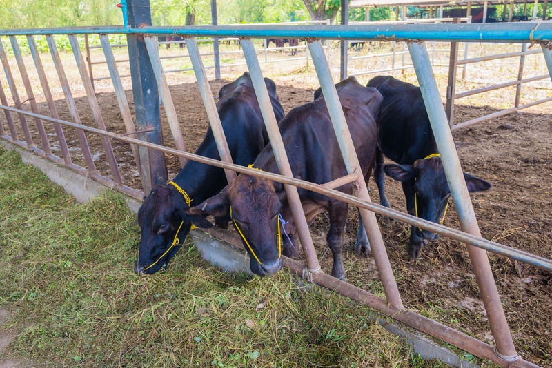 คณะเกษตรและเทคโนโลยี ม.นครพนม มอบวัวดำ “สายพันธุ์แบรงกัส” ให้กับ 3 หน่วยงาน สนุนการเรียนการสอนและการฝึกอาชีพ