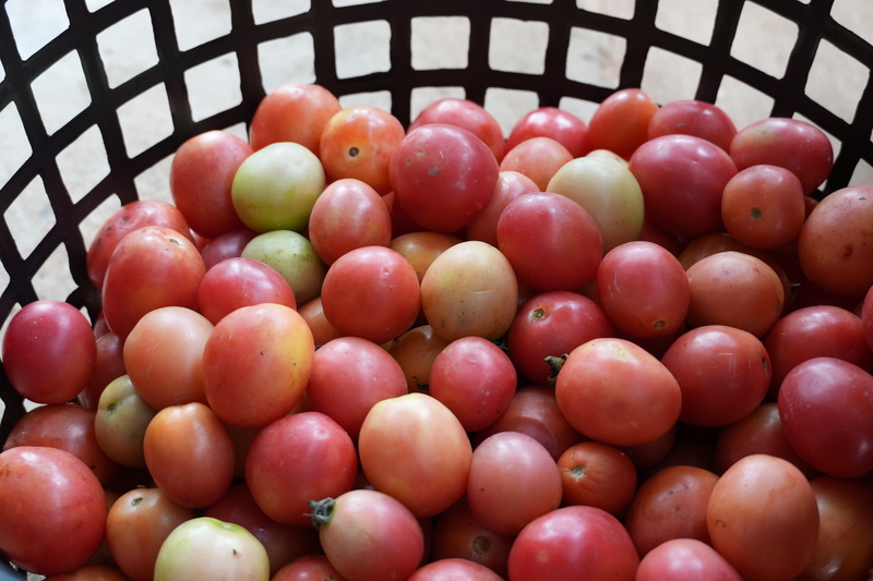 NPU Helps Farmers Add Value to Tomato Production