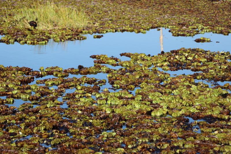 ม.นครพนม ลงสำรวจพื้นที่ร่วมหาแนวทางกำจัดวัชพืช (จอกหูหนู) บริเวณบึงโขงหลง จ.บึงกาฬ