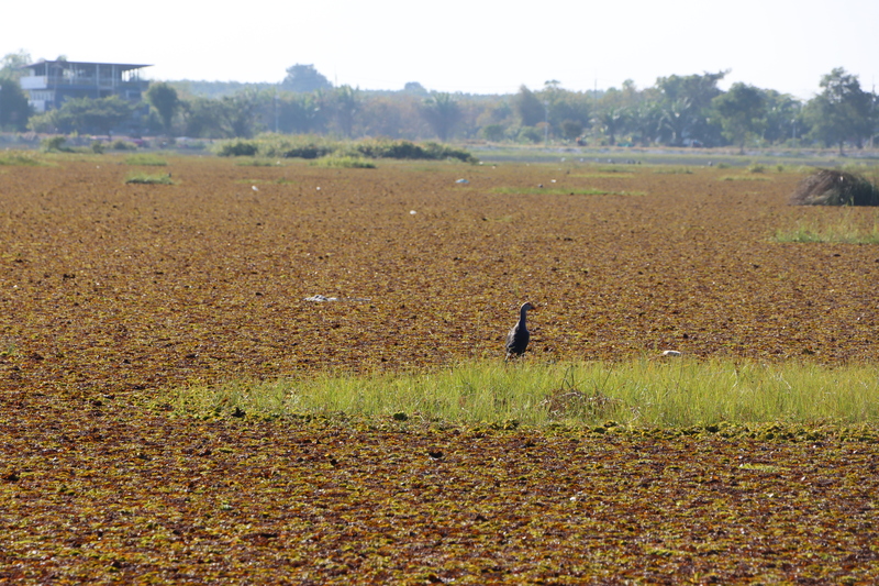ม.นครพนม ลงสำรวจพื้นที่ร่วมหาแนวทางกำจัดวัชพืช (จอกหูหนู) บริเวณบึงโขงหลง จ.บึงกาฬ