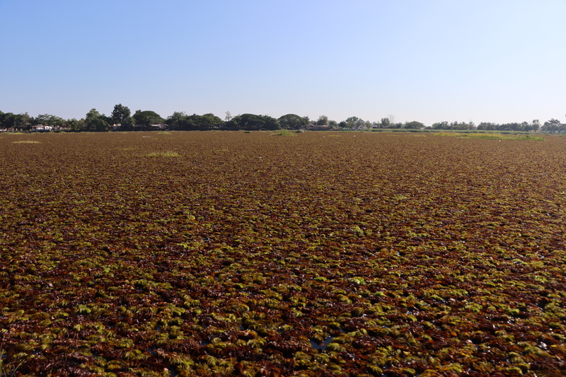 ม.นครพนม ลงสำรวจพื้นที่ร่วมหาแนวทางกำจัดวัชพืช (จอกหูหนู) บริเวณบึงโขงหลง จ.บึงกาฬ