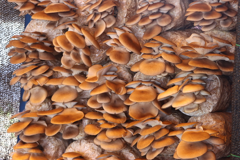 ม.นครพนม แถลงข่าวเตรียมจัดงานเกษตรลุ่มน้ำโขง ครั้งที่ 26 ภายใต้แนวคิด “BCG เกษตรพื้นถิ่นสู่ความยั่งยืน”