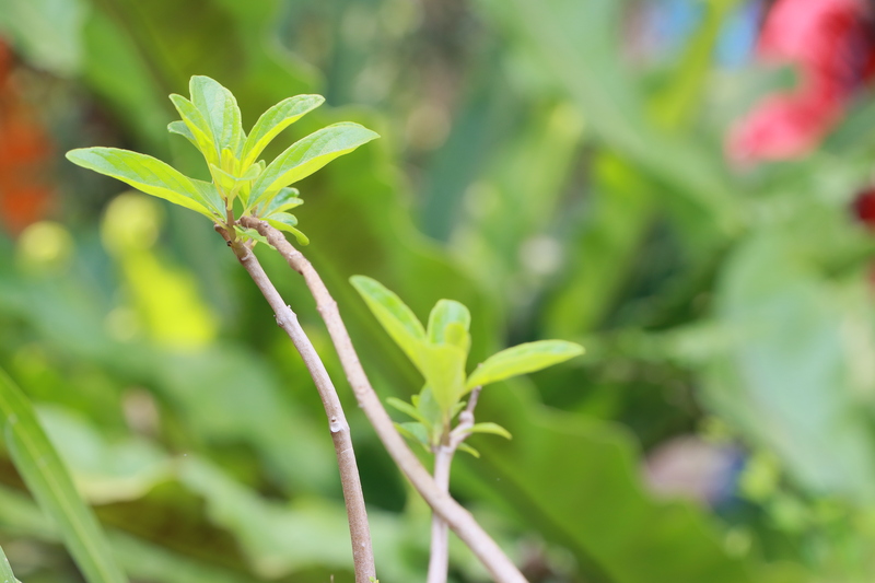 ม.นครพนม เตรียมนำพืชสมุนไพรเฉพาะถิ่น “โสมภูลังกา” วิจัยเพาะขยายพันธุ์ รองรับหลักสูตรแพทย์แผนไทย และการตั้งโรงพยาบาล