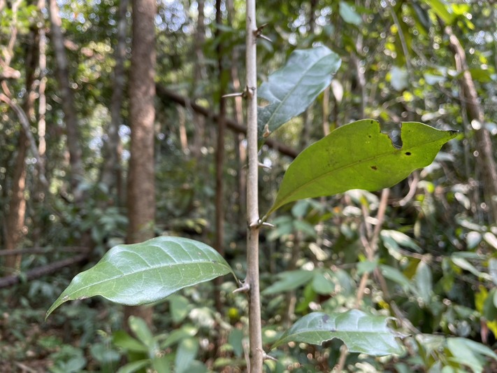 ม.นครพนม เตรียมนำพืชสมุนไพรเฉพาะถิ่น “โสมภูลังกา” วิจัยเพาะขยายพันธุ์ รองรับหลักสูตรแพทย์แผนไทย และการตั้งโรงพยาบาล