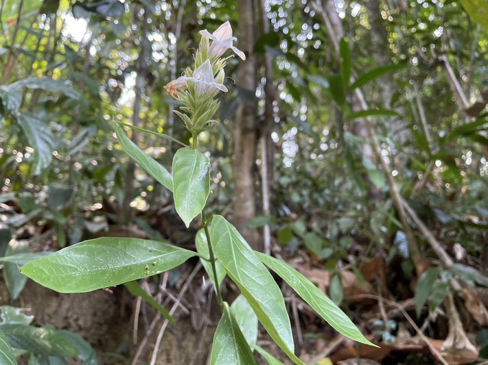 ม.นครพนม เตรียมนำพืชสมุนไพรเฉพาะถิ่น “โสมภูลังกา” วิจัยเพาะขยายพันธุ์ รองรับหลักสูตรแพทย์แผนไทย และการตั้งโรงพยาบาล