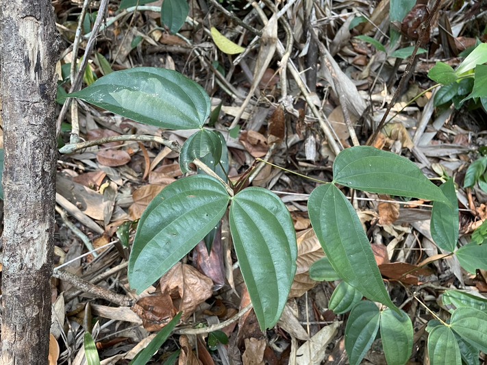 ม.นครพนม เตรียมนำพืชสมุนไพรเฉพาะถิ่น “โสมภูลังกา” วิจัยเพาะขยายพันธุ์ รองรับหลักสูตรแพทย์แผนไทย และการตั้งโรงพยาบาล