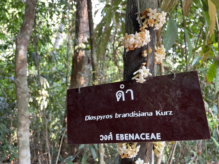 ม.นครพนม เตรียมนำพืชสมุนไพรเฉพาะถิ่น “โสมภูลังกา” วิจัยเพาะขยายพันธุ์ รองรับหลักสูตรแพทย์แผนไทย และการตั้งโรงพยาบาล