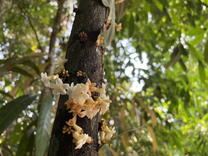 ม.นครพนม เตรียมนำพืชสมุนไพรเฉพาะถิ่น “โสมภูลังกา” วิจัยเพาะขยายพันธุ์ รองรับหลักสูตรแพทย์แผนไทย และการตั้งโรงพยาบาล