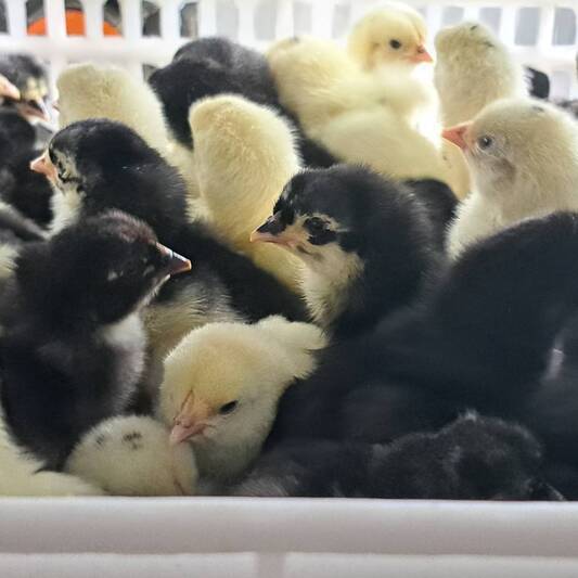 ม.นครพนม พัฒนาไก่พันธุ์ลูกผสมพื้นเมือง ‘ศรีโคตรบูรณ์’ เพิ่มทางเลือกให้เกษตรกร