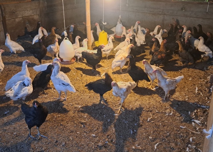 ม.นครพนม พัฒนาไก่พันธุ์ลูกผสมพื้นเมือง ‘ศรีโคตรบูรณ์’ เพิ่มทางเลือกให้เกษตรกร